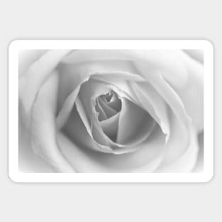 The snow melts, a rose unfolds... Sticker